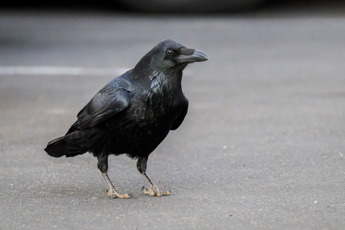 Common Raven - ML646625837