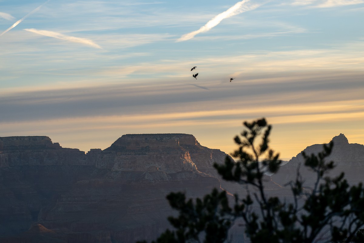 Common Raven - ML646625838