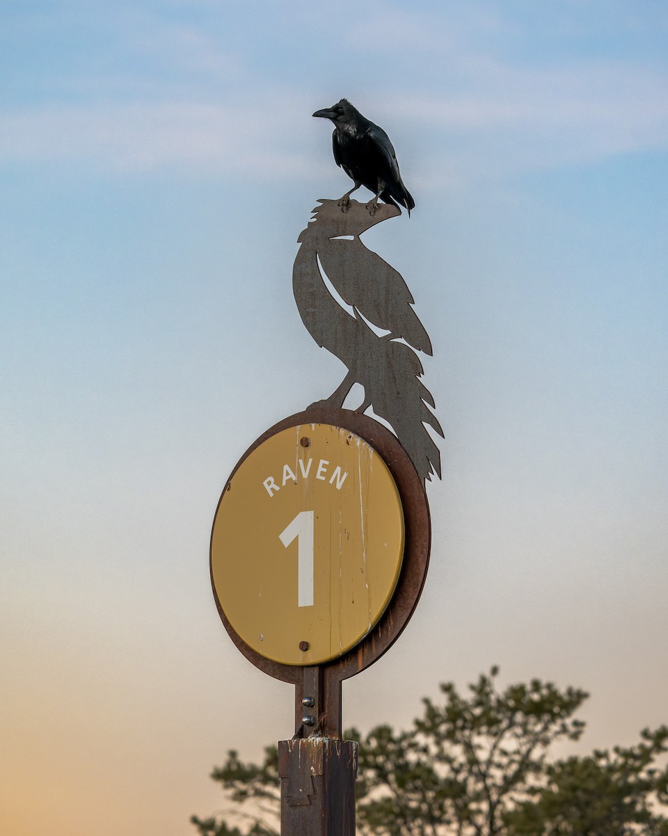 Common Raven - ML646625839