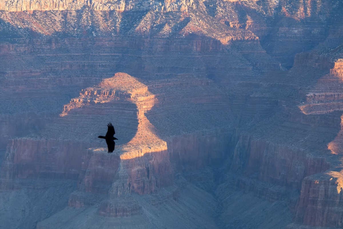 Common Raven - ML646625840