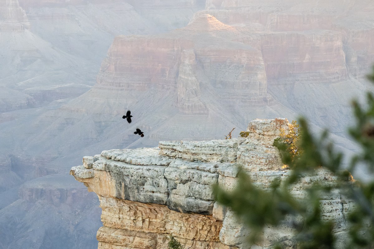 Common Raven - ML646625841