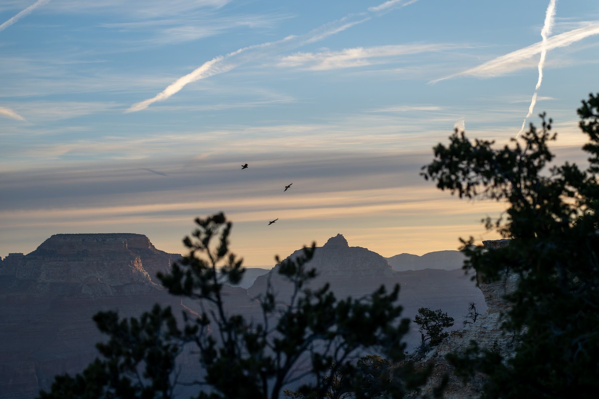 Corvo imperiale - ML646625842