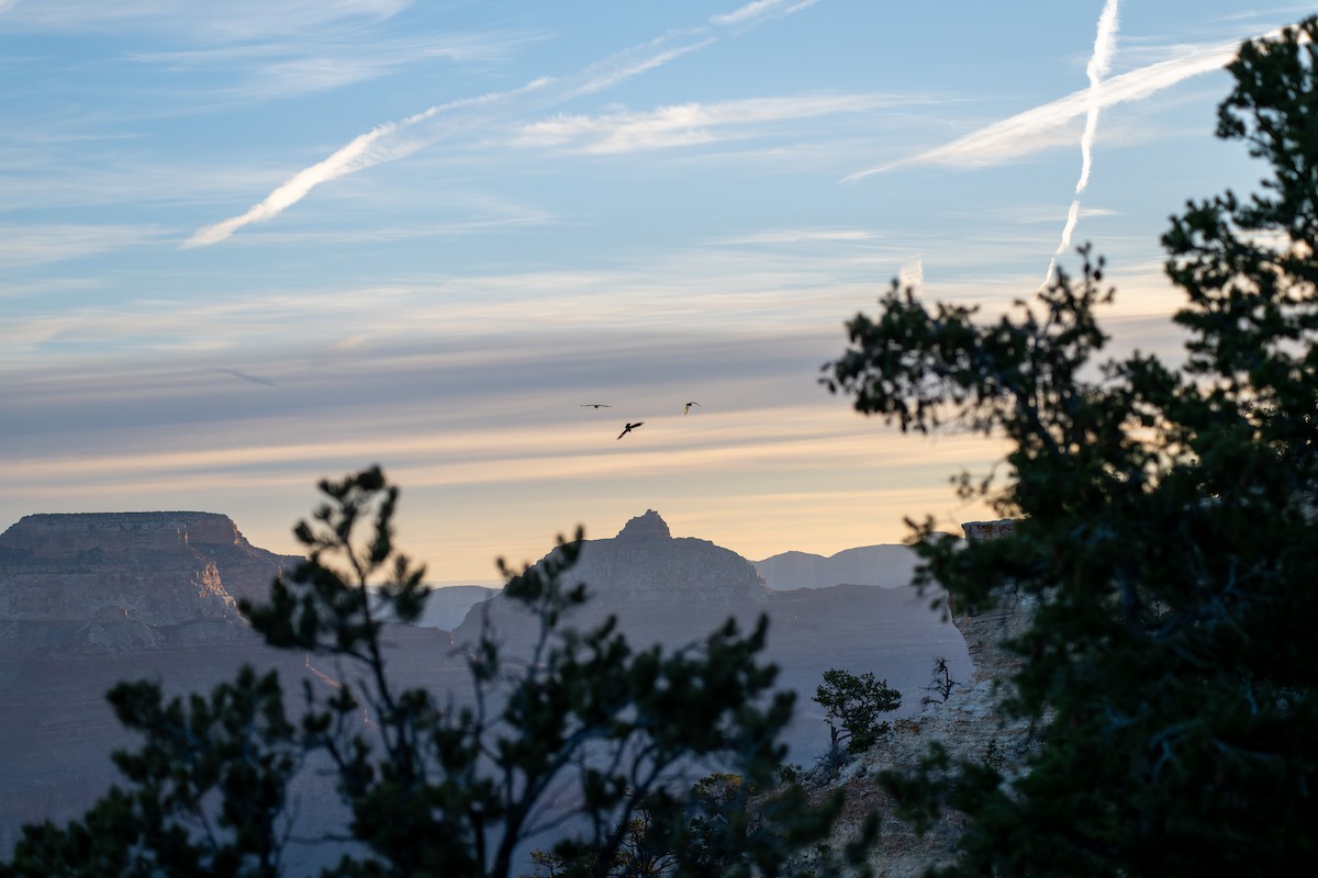 Corvo imperiale - ML646625843