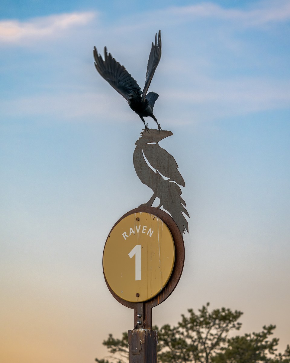 Corvo imperiale - ML646625844