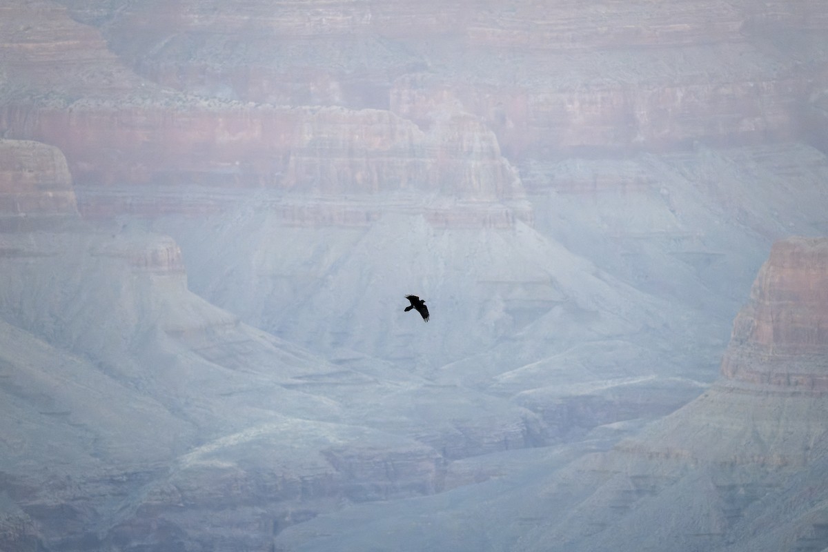 Corvo imperiale - ML646625845