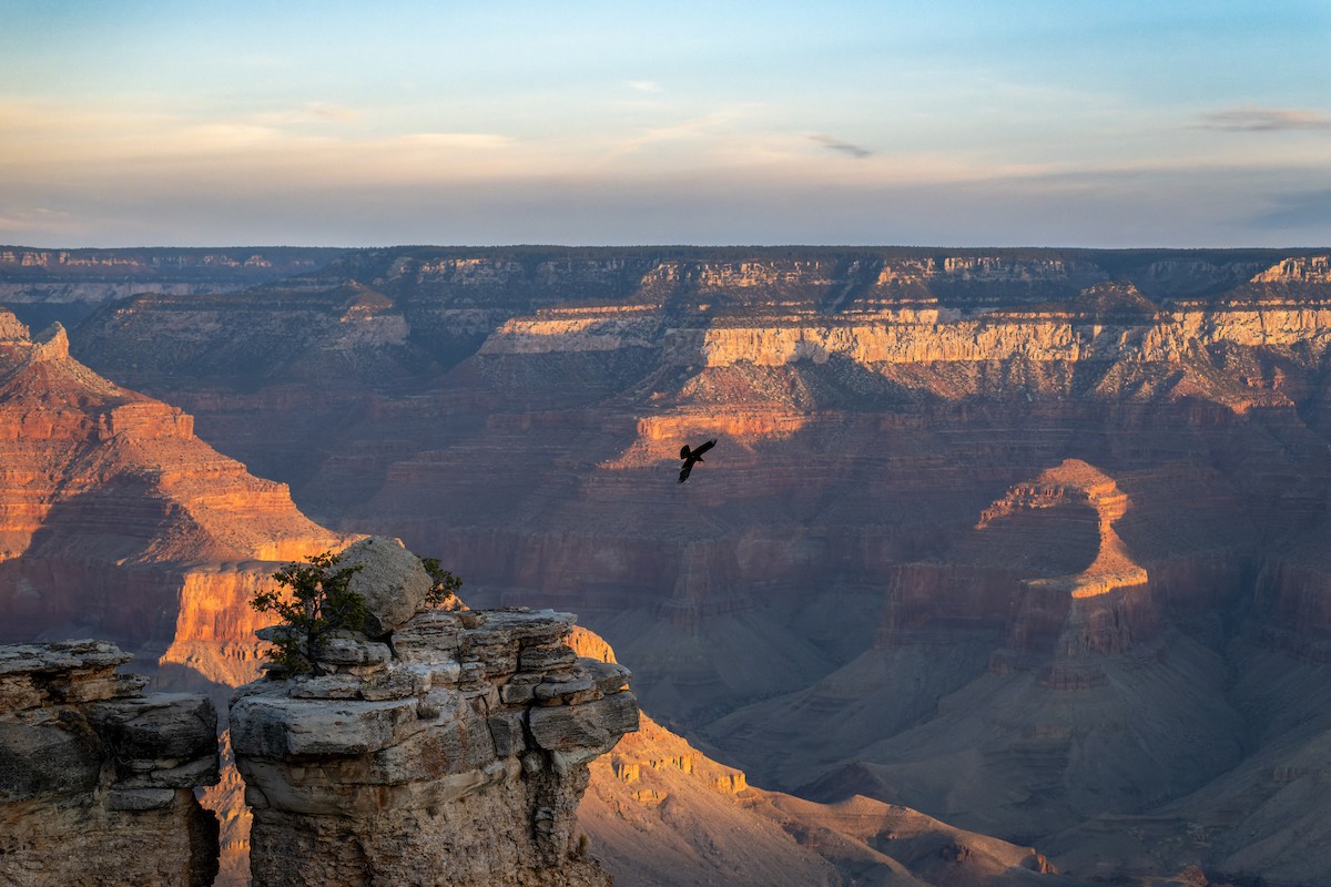 Corvo imperiale - ML646625846