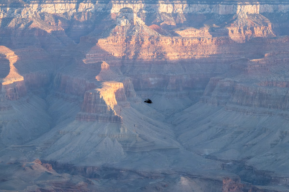 Corvo imperiale - ML646625847