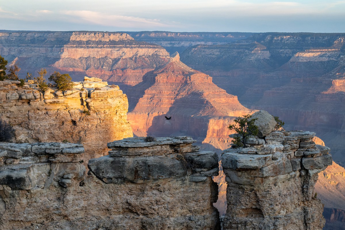 Corvo imperiale - ML646625848