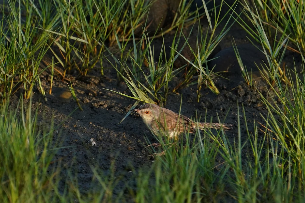 Буроголовая приния - ML646625849