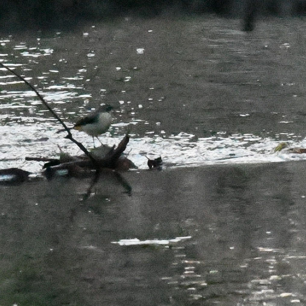 Gray Wagtail - ML646625850