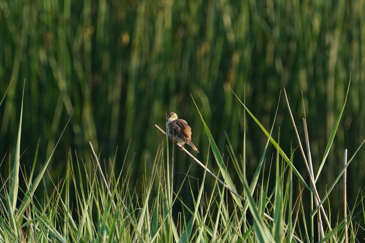 Золотистая цистикола - ML646625851