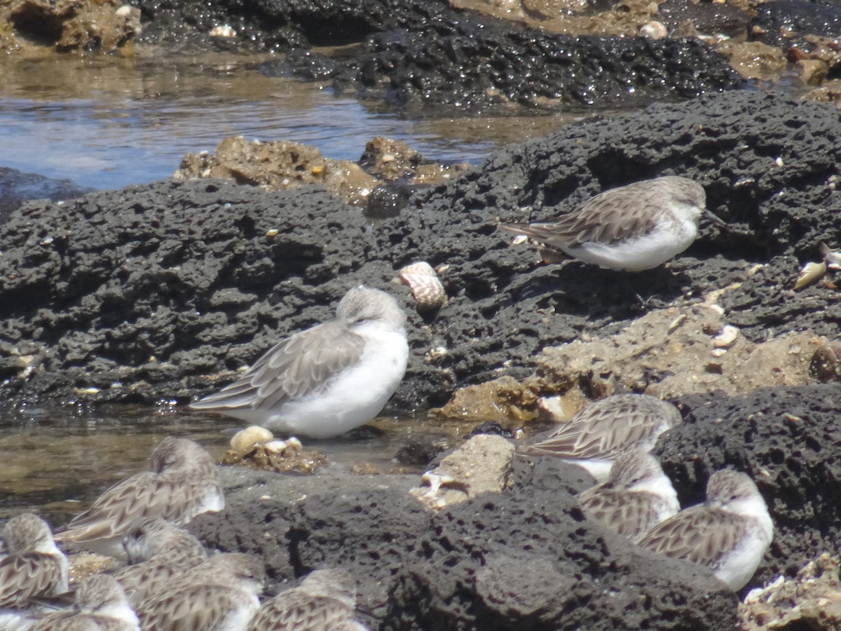 Sanderling - ML646625852