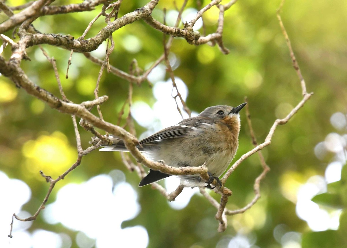Kauai Elepaio - ML646625853