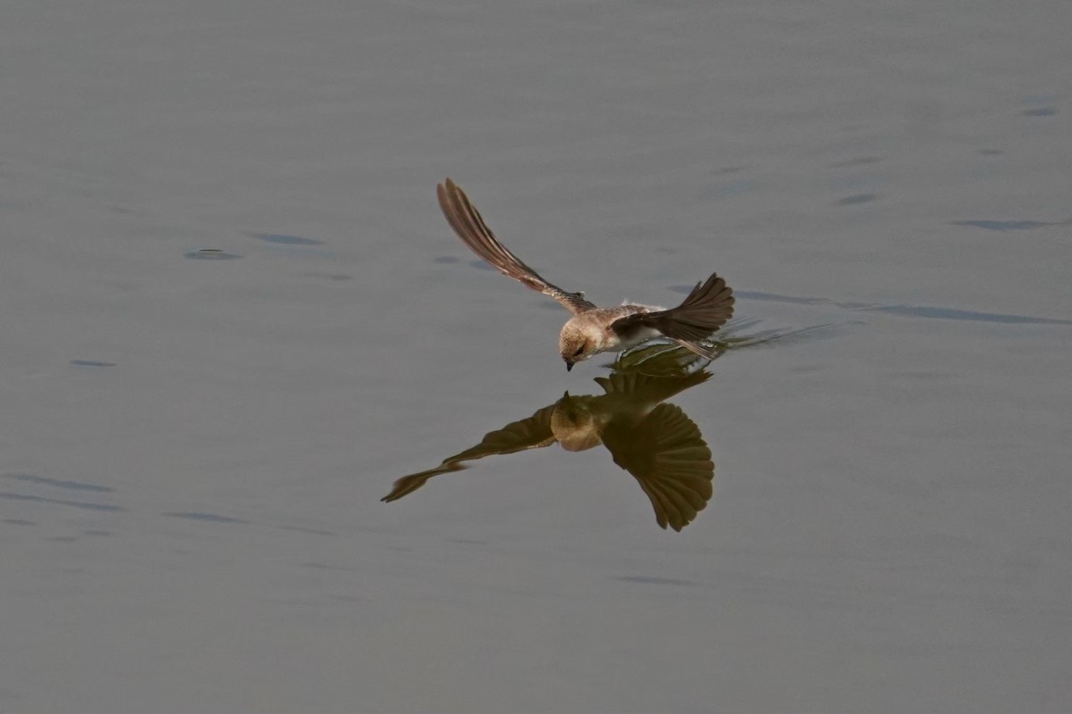 Малая береговушка - ML646625854