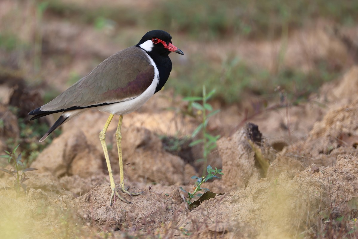 Red-wattled Lapwing (Black-necked) - ML646625865