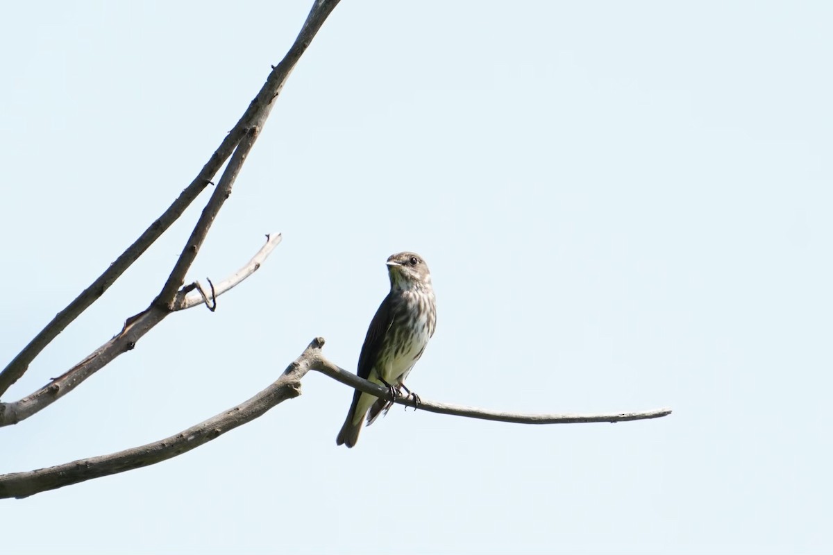 Пестрогрудая мухоловка - ML646625872