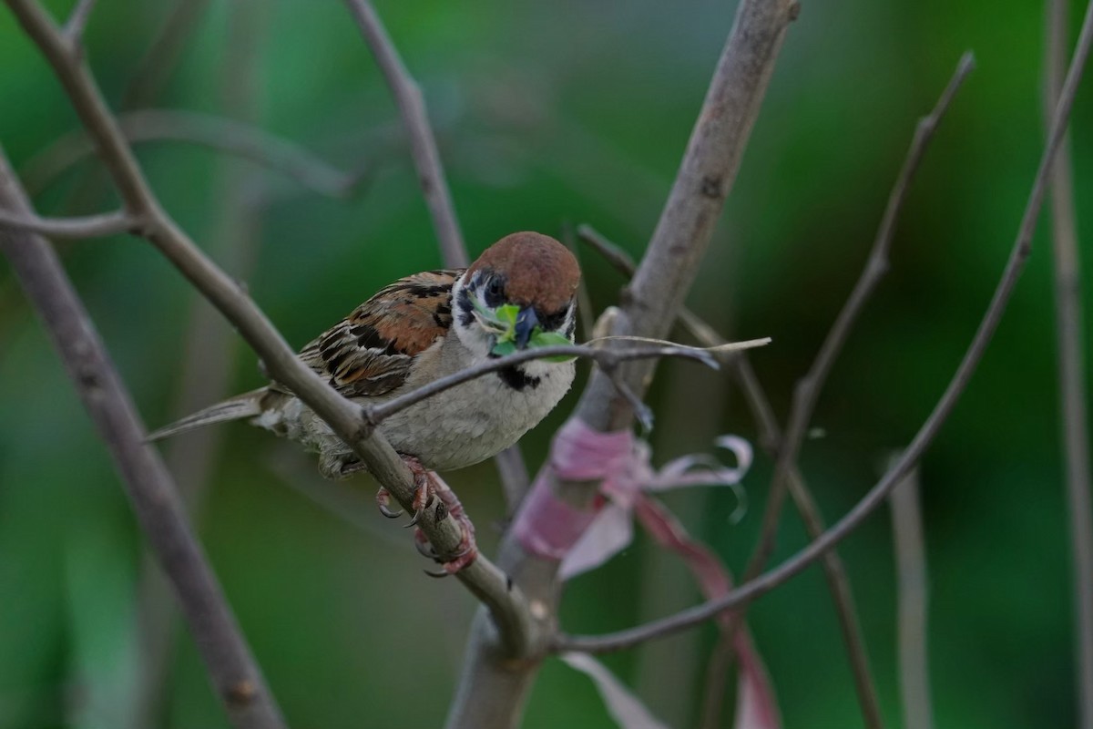 Полевой воробей - ML646625875