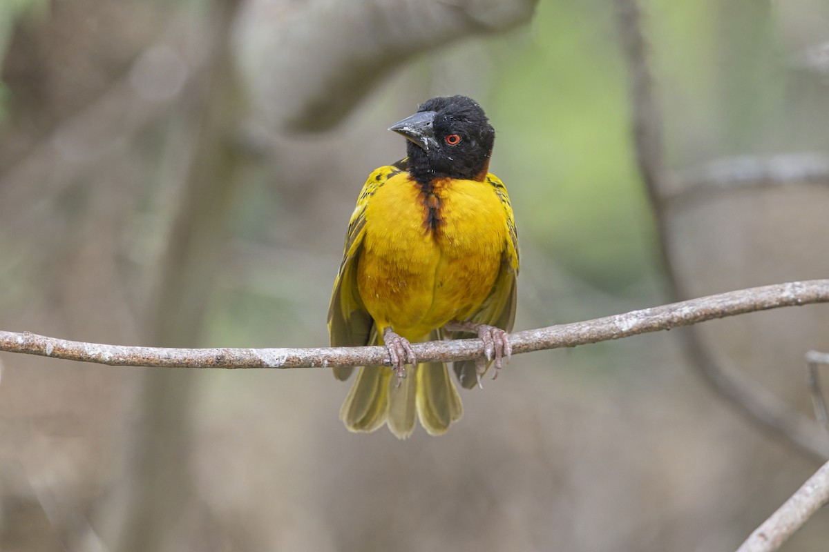 Village Weaver - ML646625876