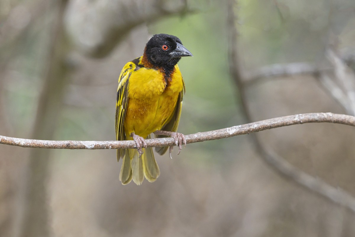 Village Weaver - ML646625877