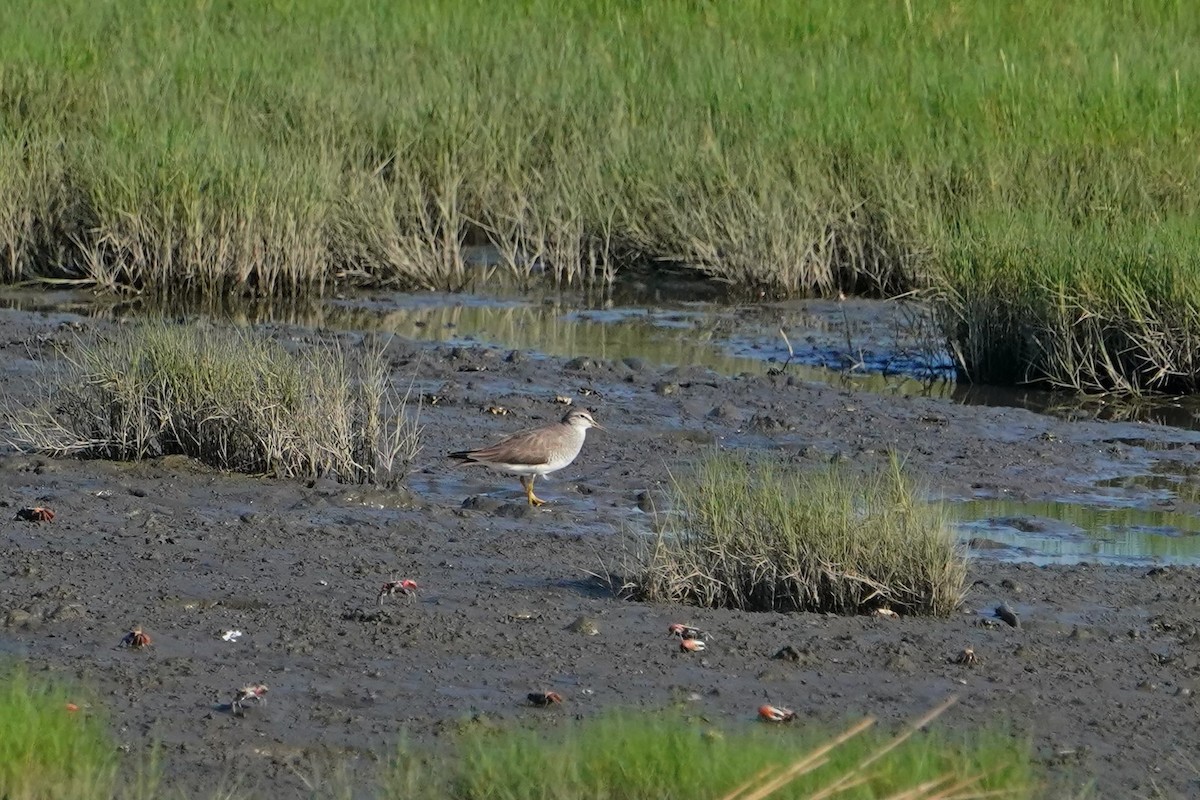 Сибирский пепельный улит - ML646625879