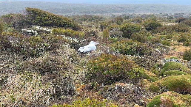 Southern Royal Albatross - ML646625883