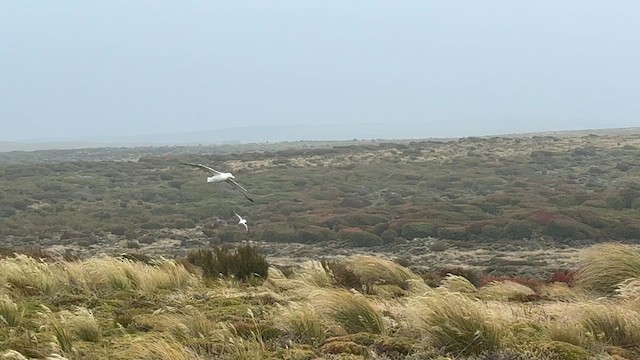 Southern Royal Albatross - ML646625884