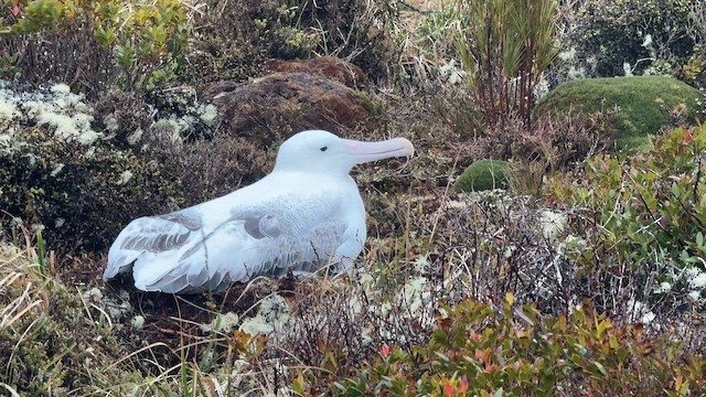 Southern Royal Albatross - ML646625885