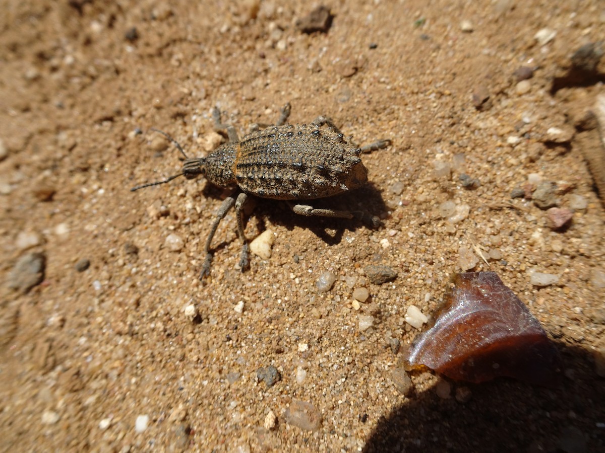 Animali - ML646625887