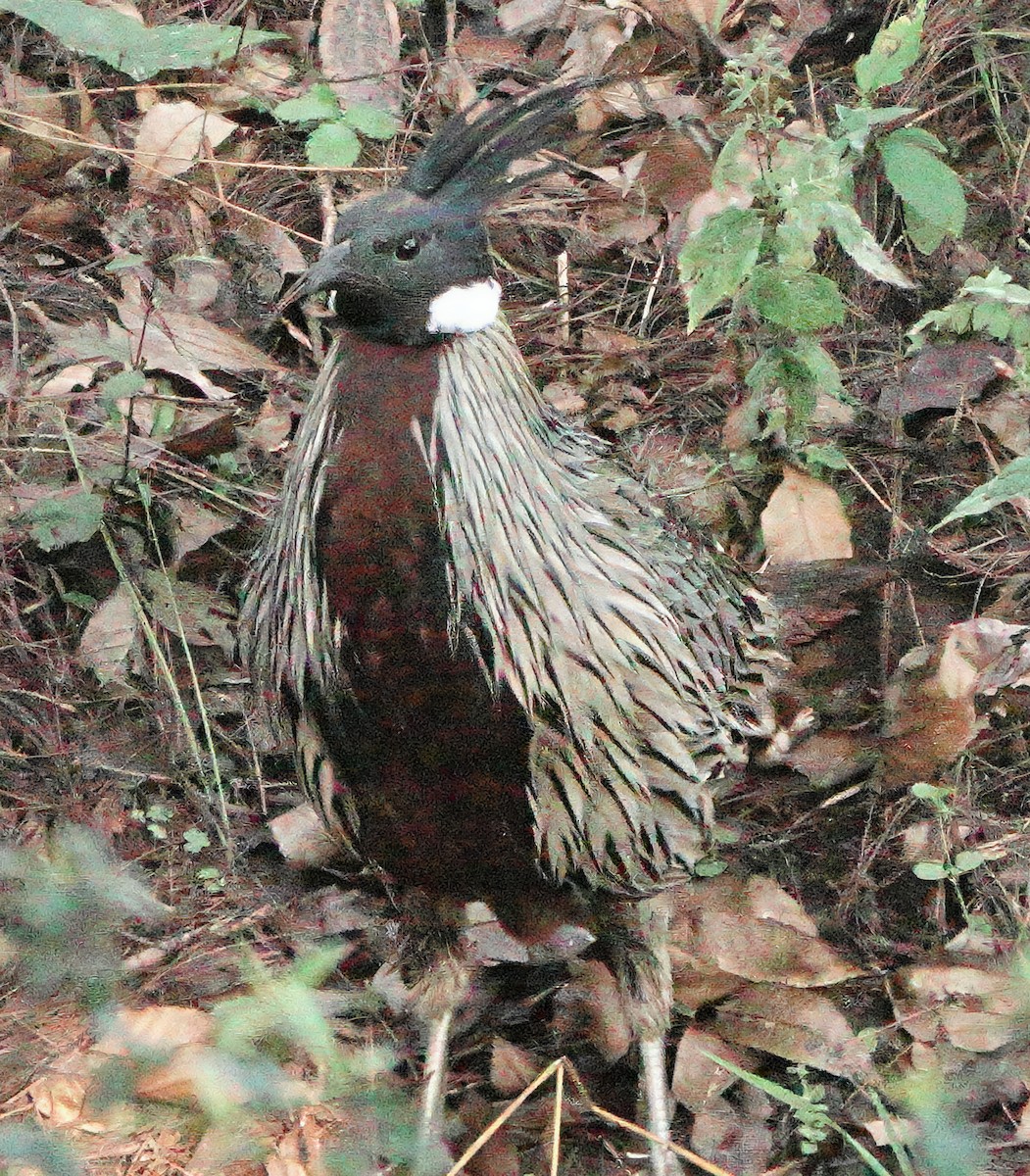 Koklass Pheasant - ML646625893