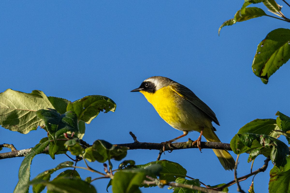 Mascarita Común - ML646625894