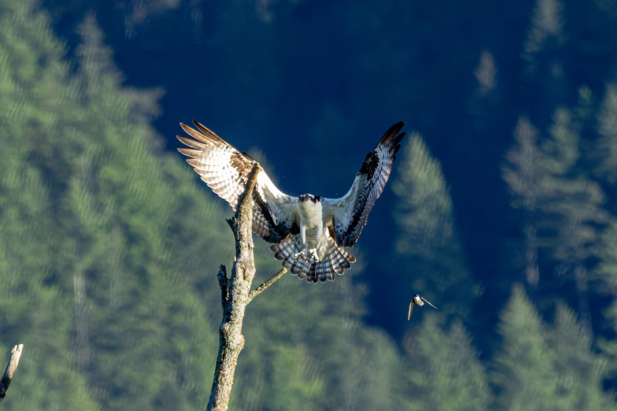 Águila Pescadora - ML646625896