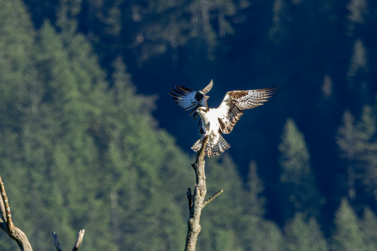 Águila Pescadora - ML646625897