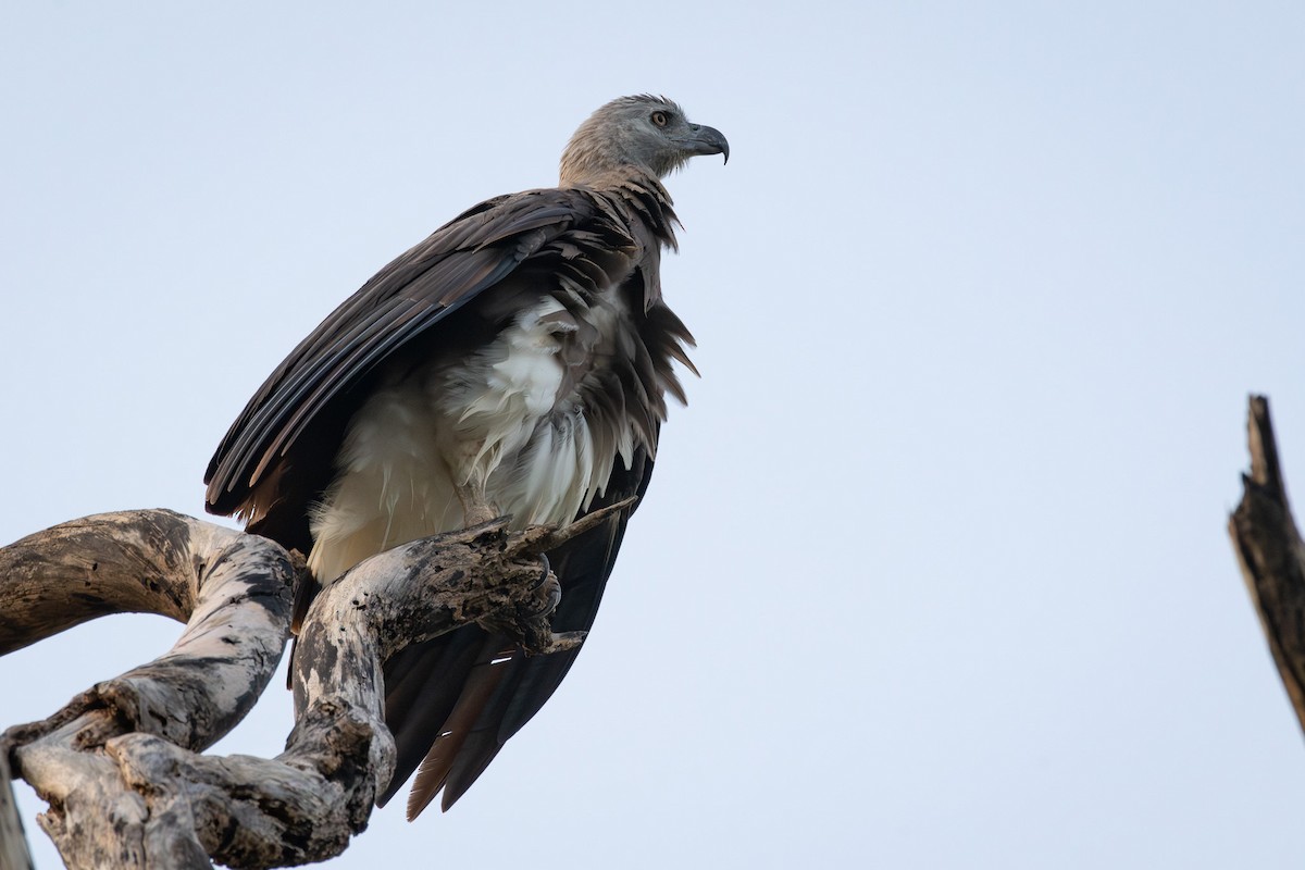 Graukopf-Seeadler - ML646625898