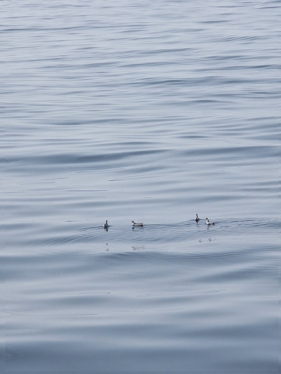 Red-necked Phalarope - ML646625900