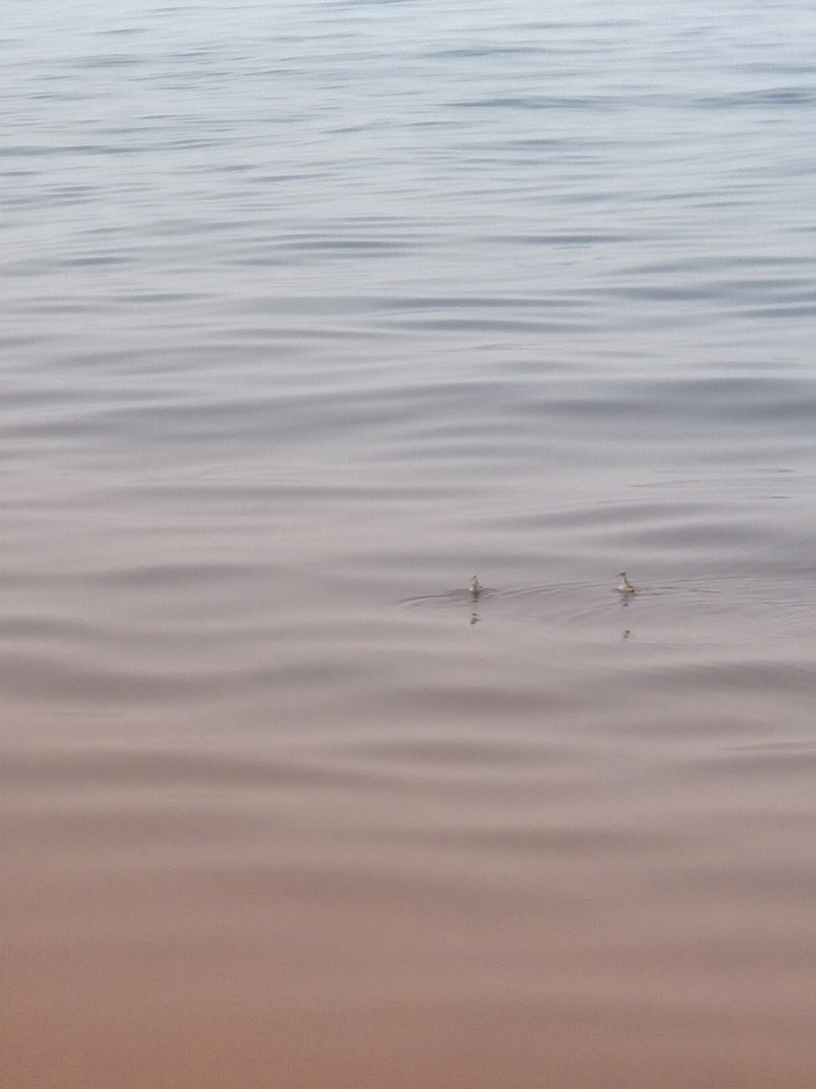 Red-necked Phalarope - ML646625901
