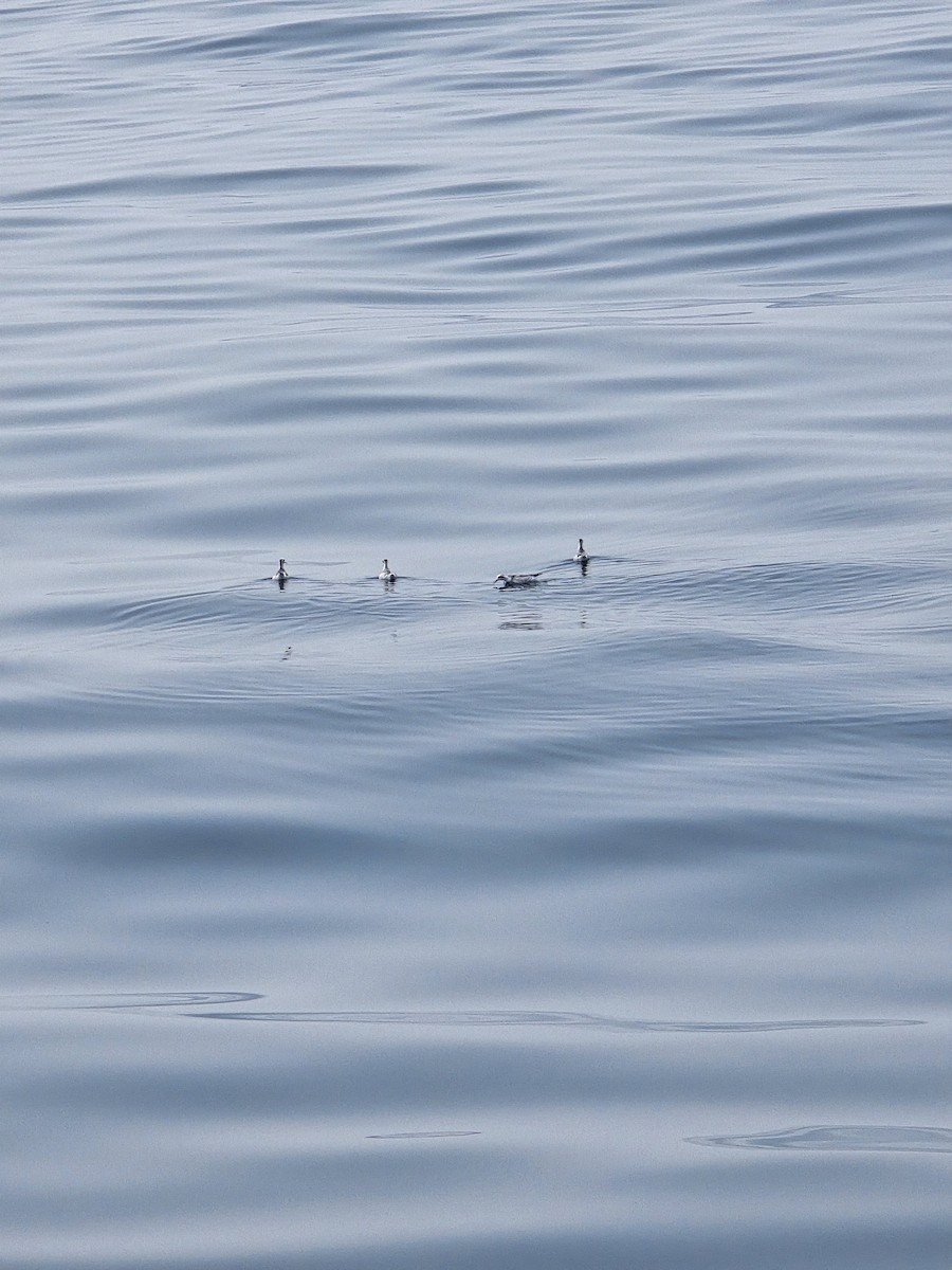 Red-necked Phalarope - ML646625902