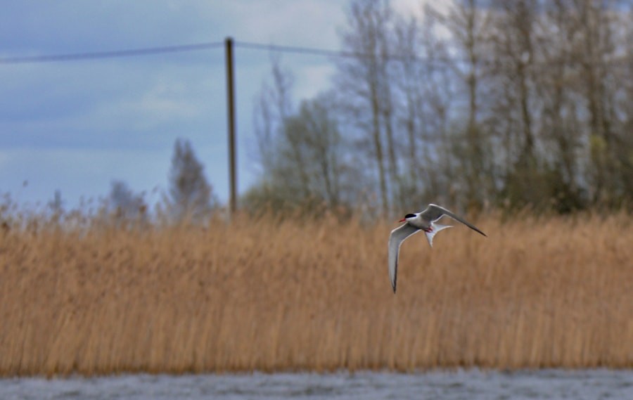 Common Tern - ML646625907