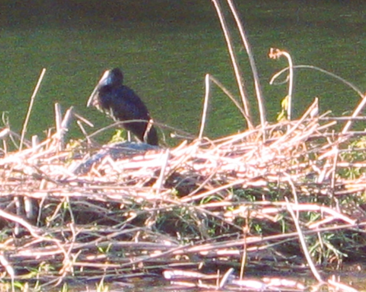 Африканский аист-разиня - ML646625908