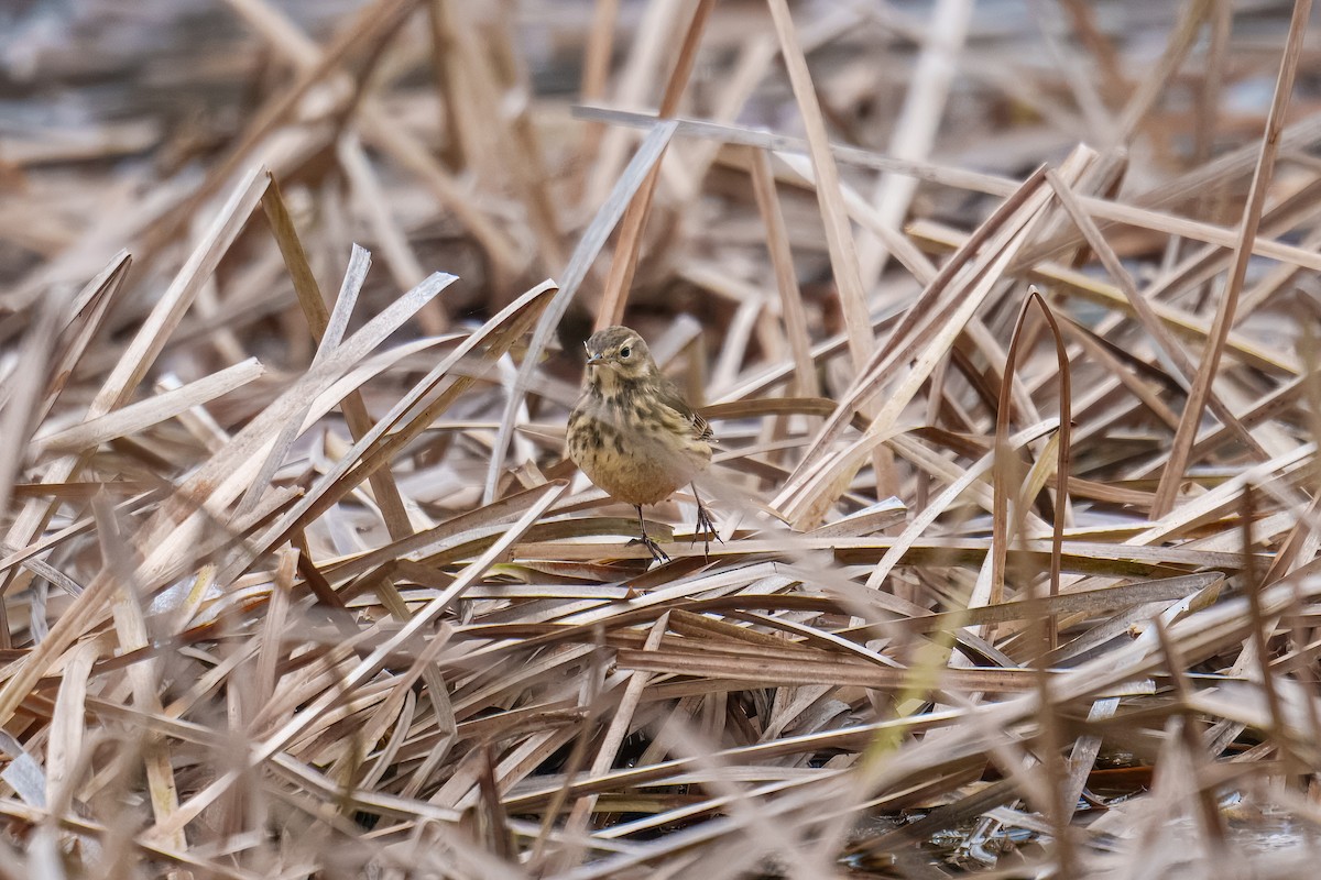 American Pipit - ML646625915