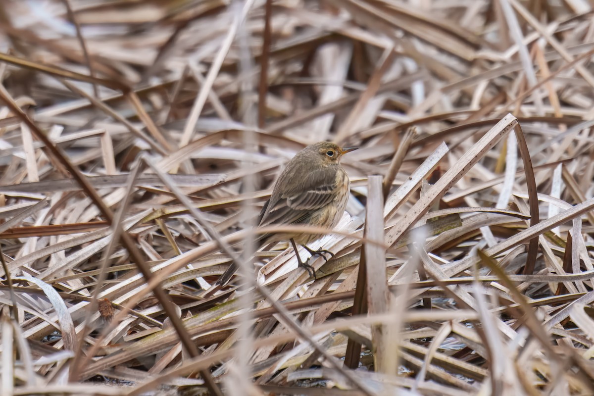American Pipit - ML646625916