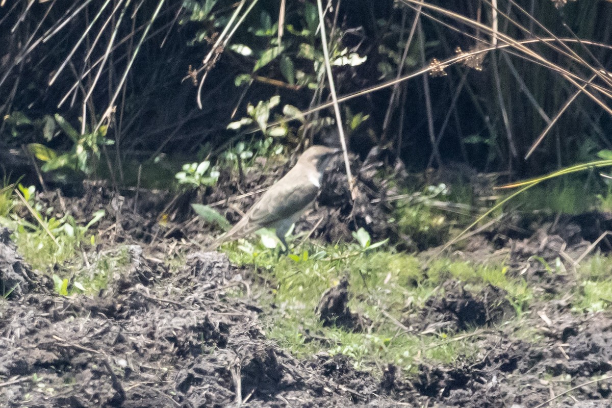 Horsfield's Bronze-Cuckoo - ML646625918