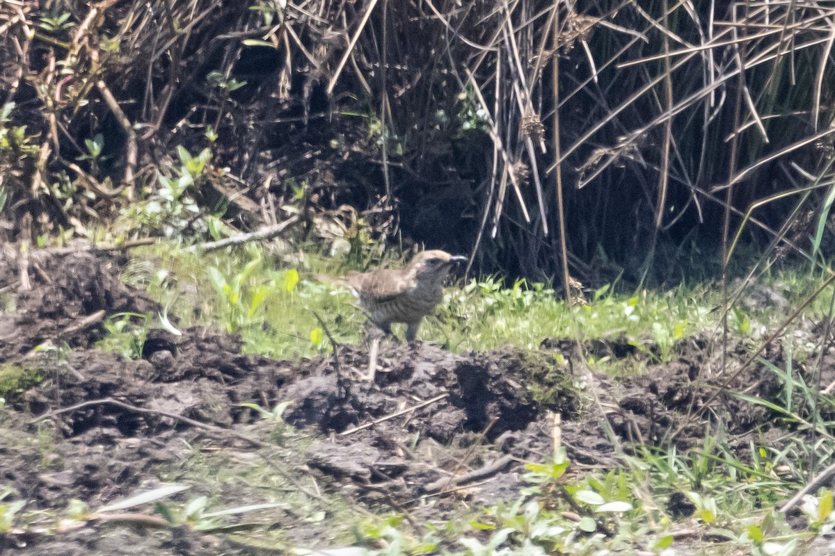 Horsfield's Bronze-Cuckoo - ML646625919