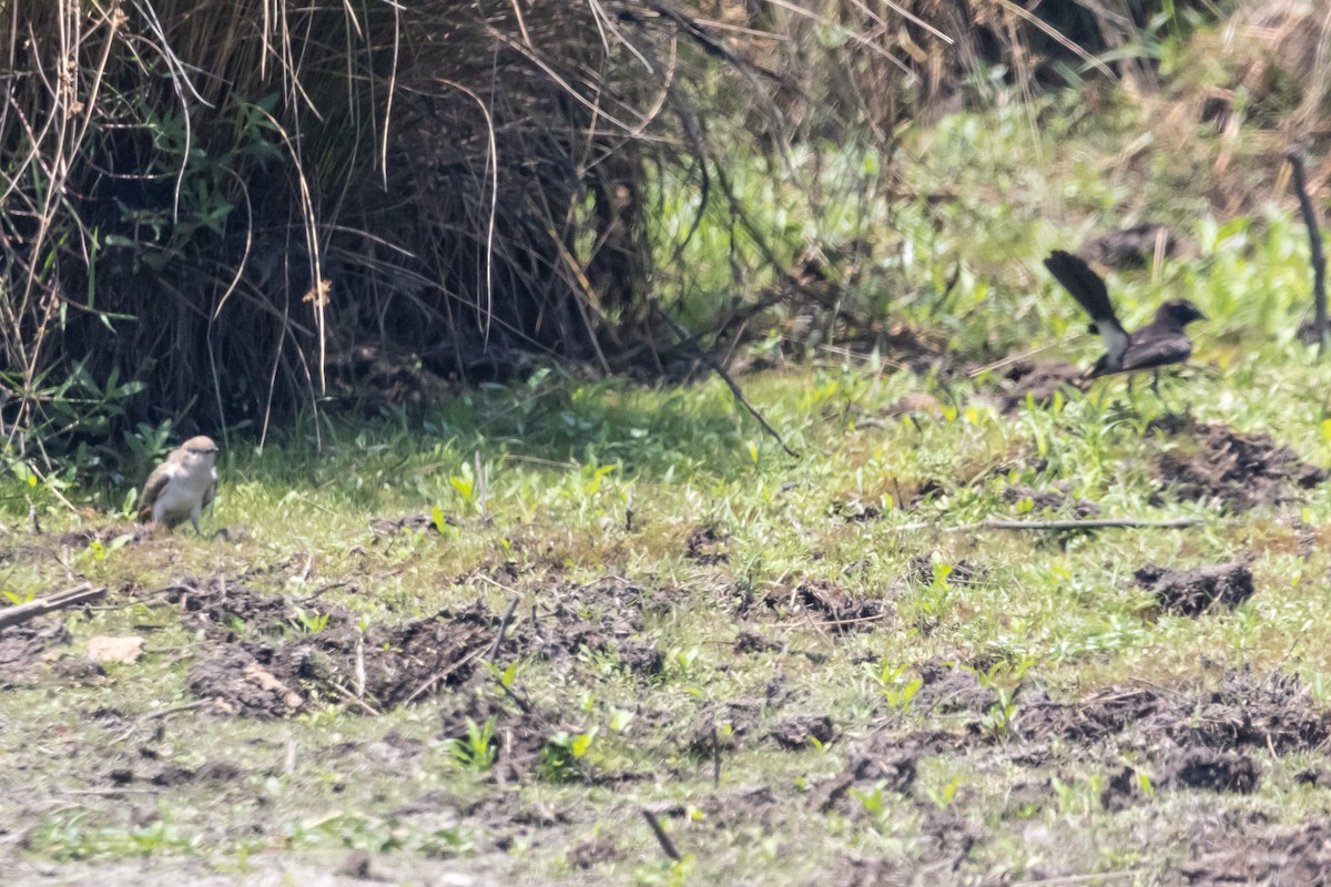 Horsfield's Bronze-Cuckoo - ML646625920