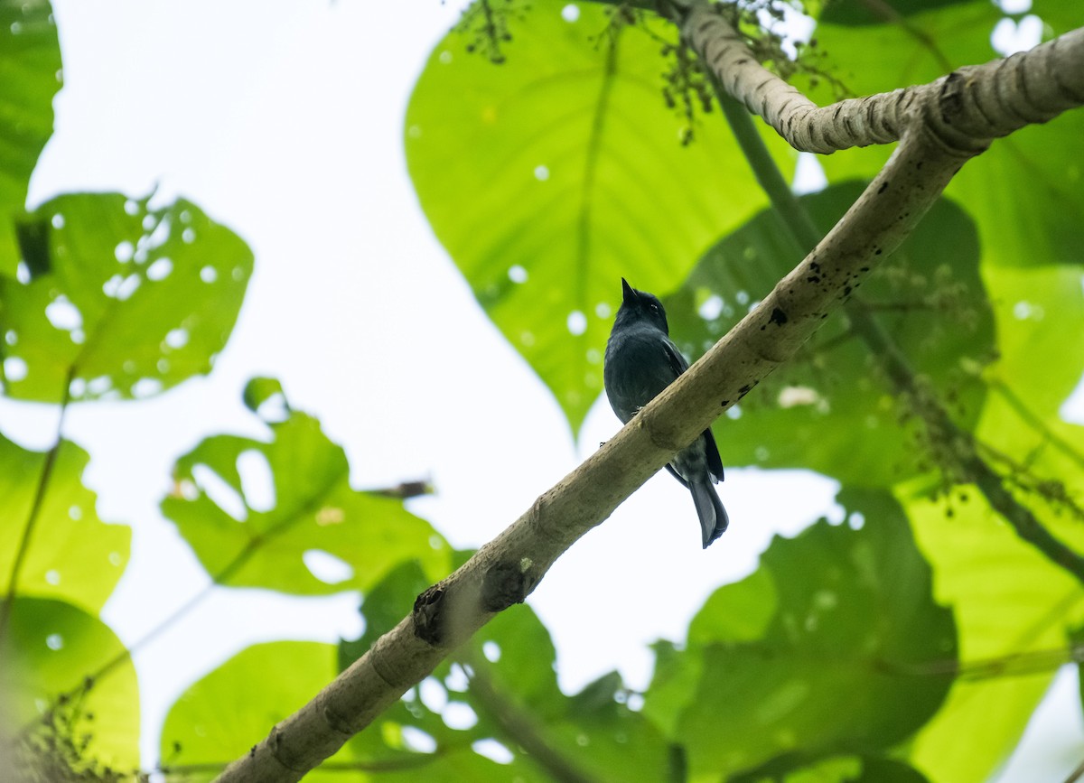 Nilgiri Flycatcher - ML646625922