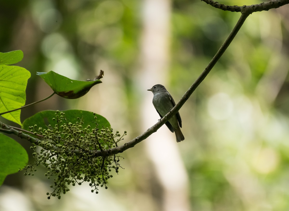 Rusty-tailed Flycatcher - ML646625923