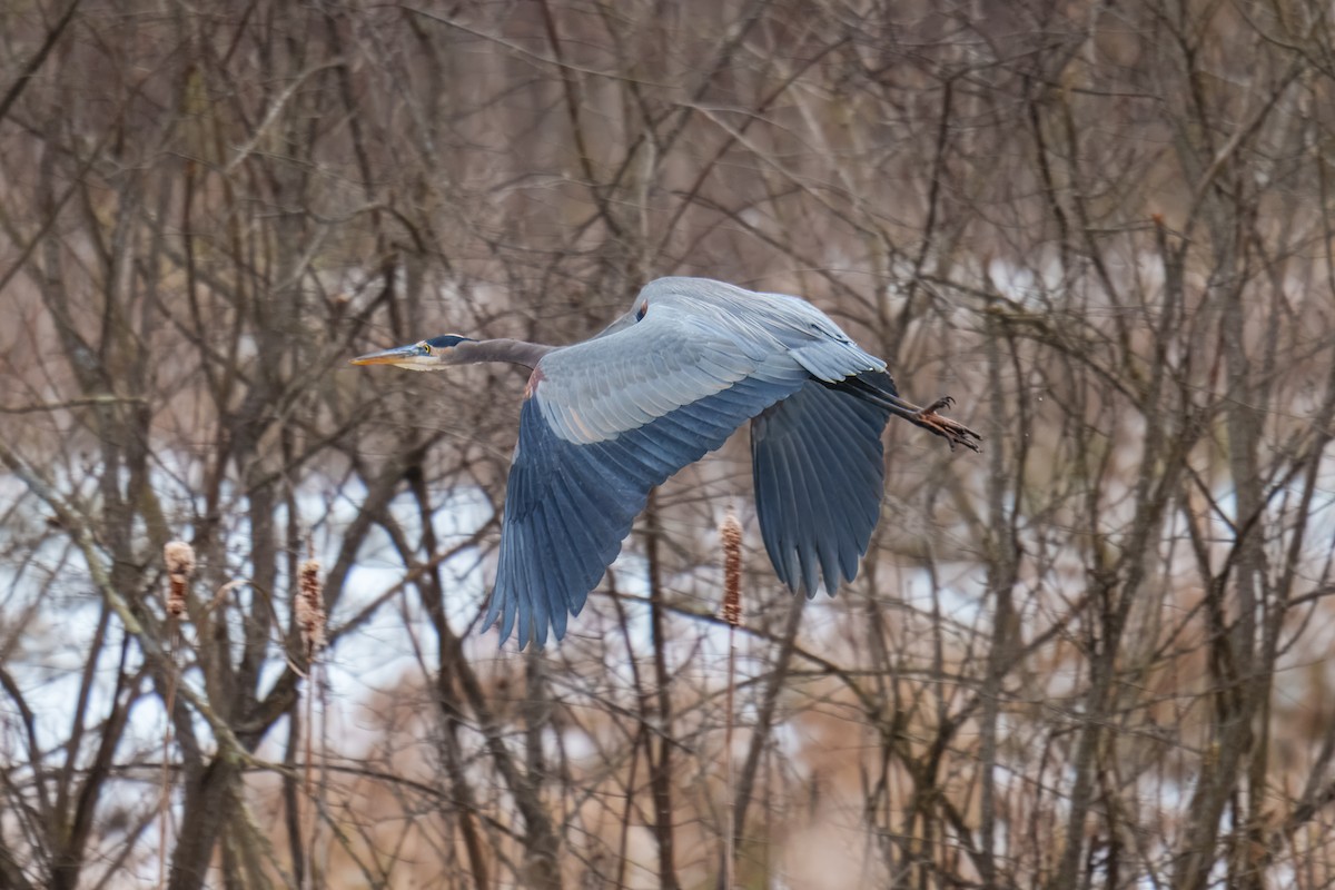 Great Blue Heron - ML646625924