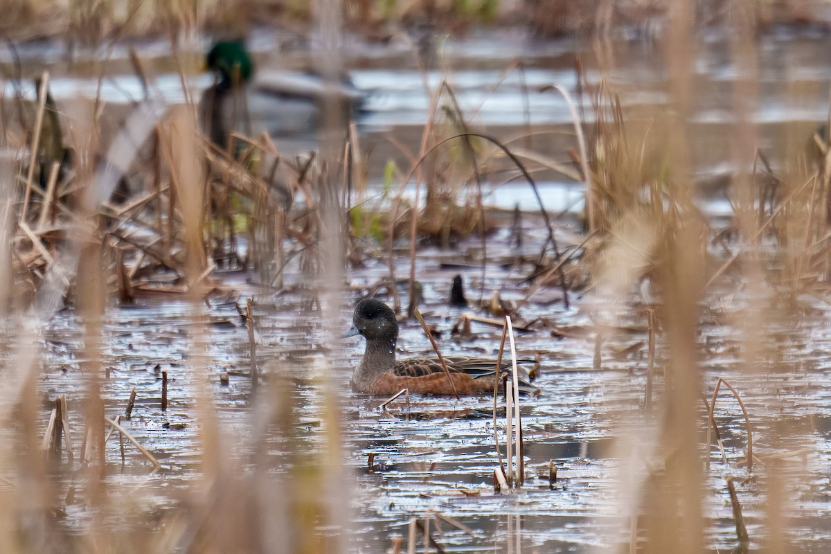 hvízdák americký - ML646625925