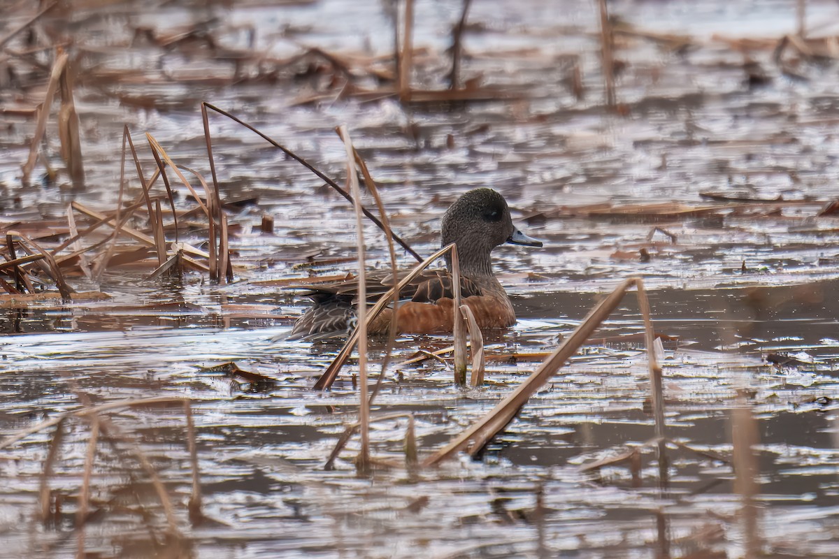 hvízdák americký - ML646625926