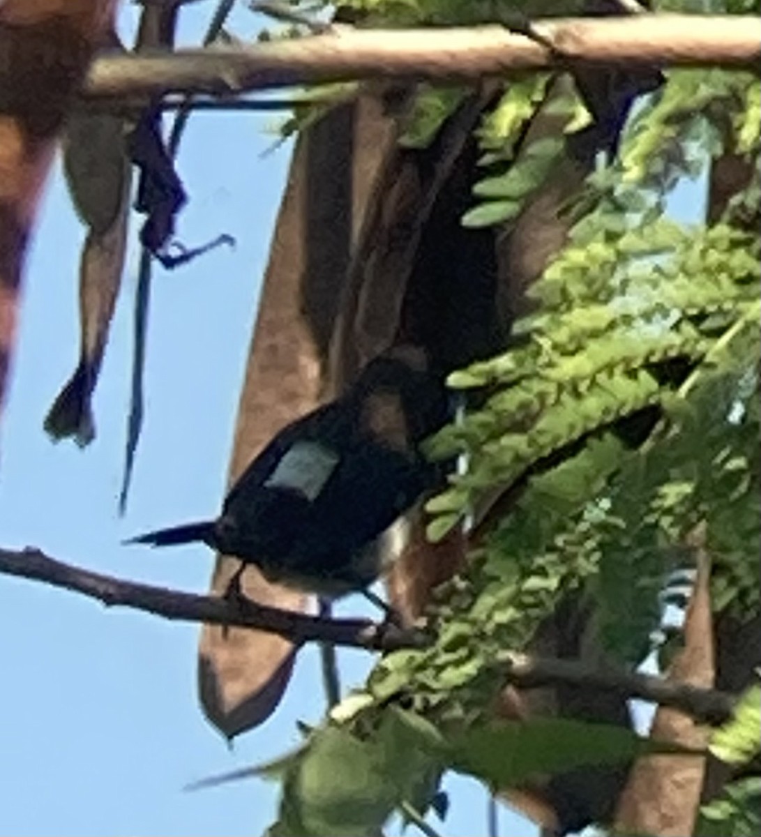 White-rumped Munia - ML646625930