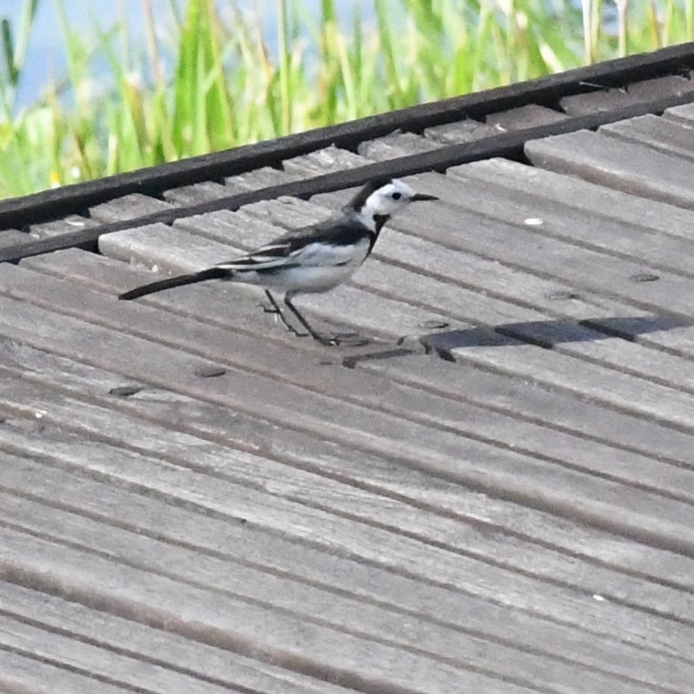 konipas bílý - ML646625931